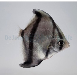 Monodactylus sebae - Mono - African - viljelty