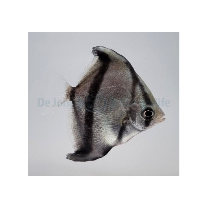 Monodactylus sebae - Mono - African - viljelty