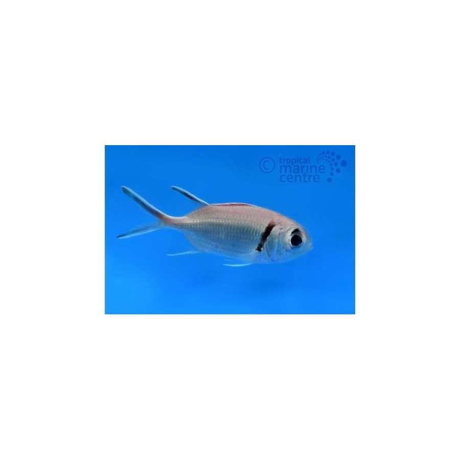 Myripristis sp. - Soldier Fish - Common