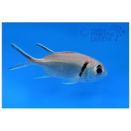 Myripristis sp. - Soldier Fish - Common