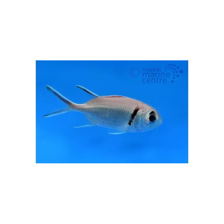 Myripristis sp. - Soldier Fish - Common