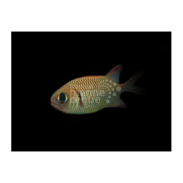 Myripristis sp. - Squirrel Fish