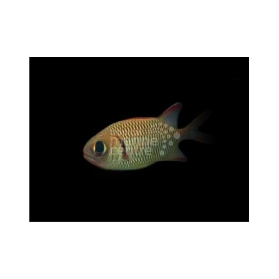 Myripristis sp. - Squirrel Fish