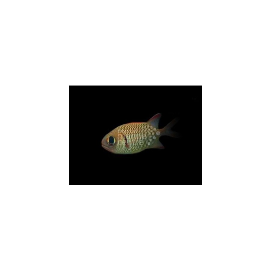 Myripristis sp. - Squirrel Fish