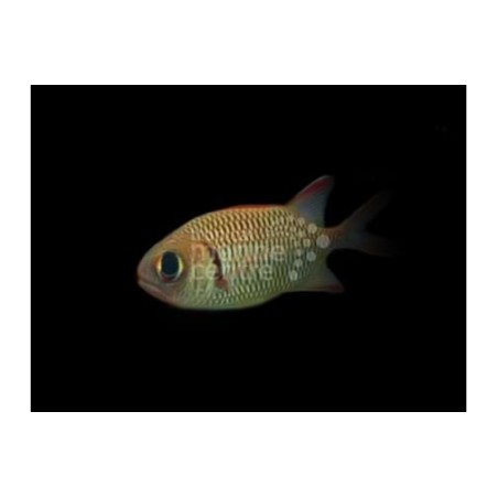 Myripristis sp. - Squirrel Fish