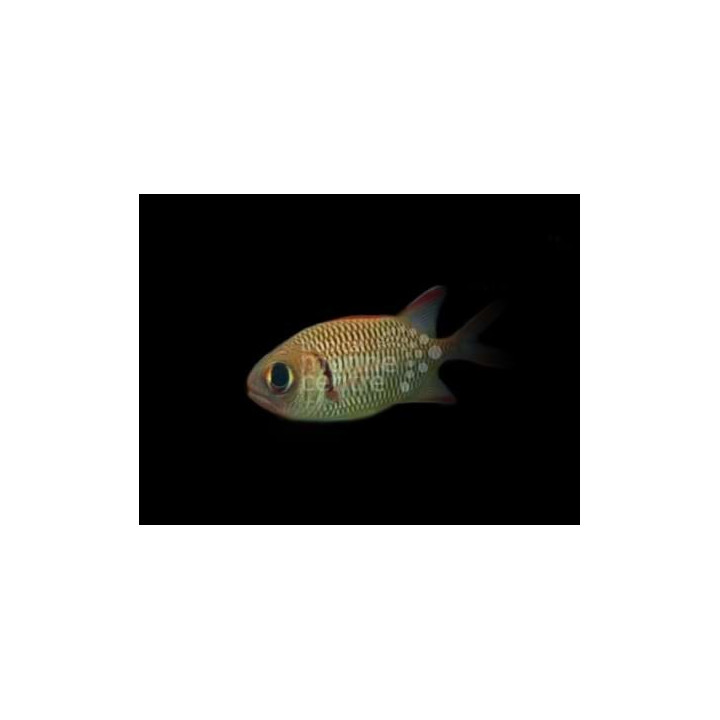 Myripristis sp. - Squirrel Fish