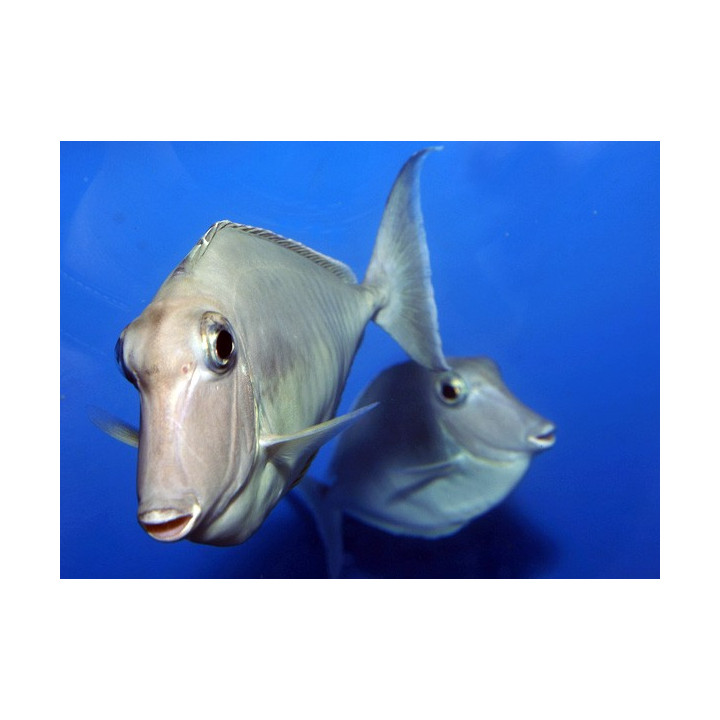 Naso brachycentron - Unicorn Naso -