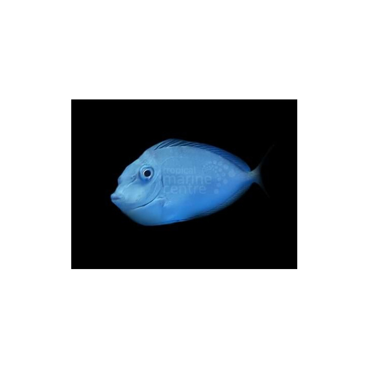 Naso brevirostris - Unicorn Blue Naso