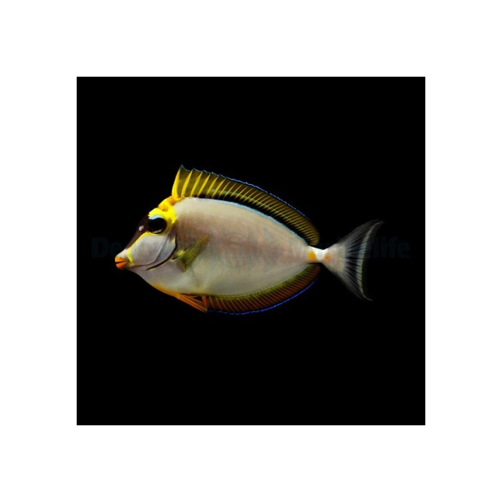 Naso elegans - Lipstick Tang