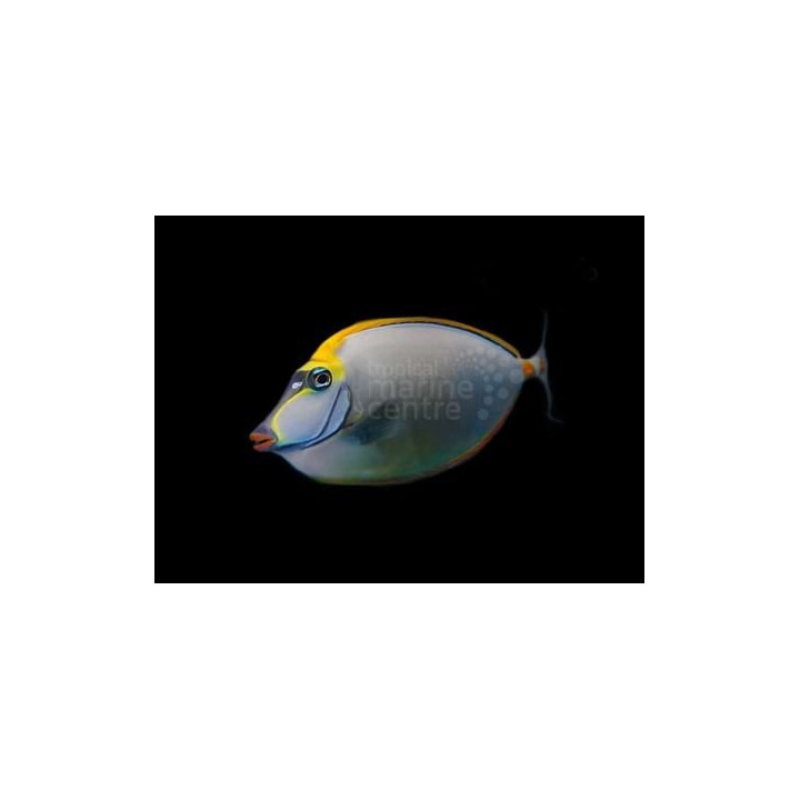 Naso elegans - Lipstick Tang