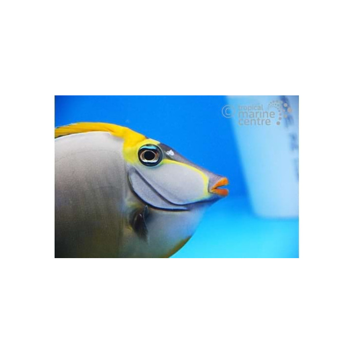 Naso elegans - Lipstick Tang