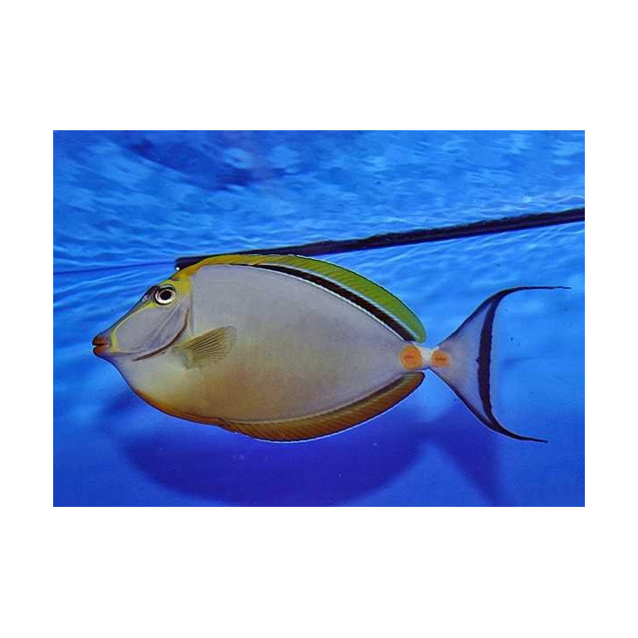 Naso elegans - Lipstick Tang