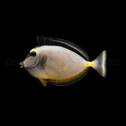 Silosarvikala (Naso lituratus), suurikokoinen kirurgikala merivesiakvaarioon
