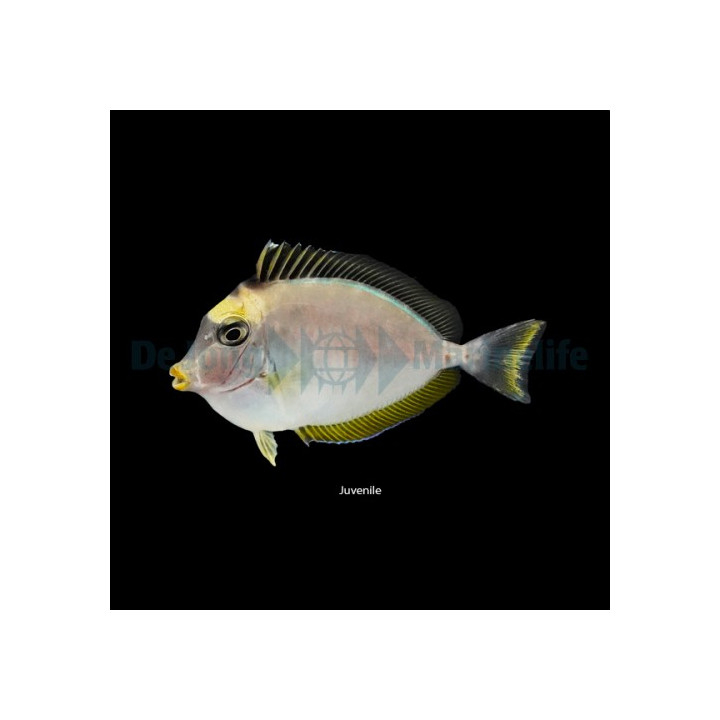 Silosarvikala (Naso lituratus), suurikokoinen kirurgikala merivesiakvaarioon