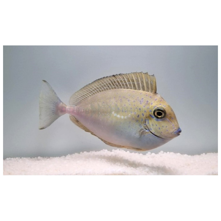 Naso vlamingi - Blue Spot Naso -