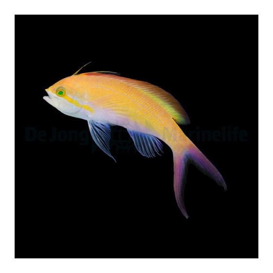 Nemanthias carberryi - Carberryi Anthias