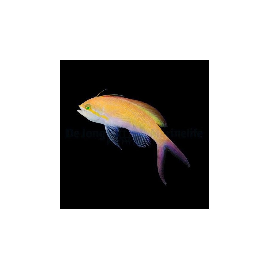 Nemanthias carberryi - Carberryi Anthias