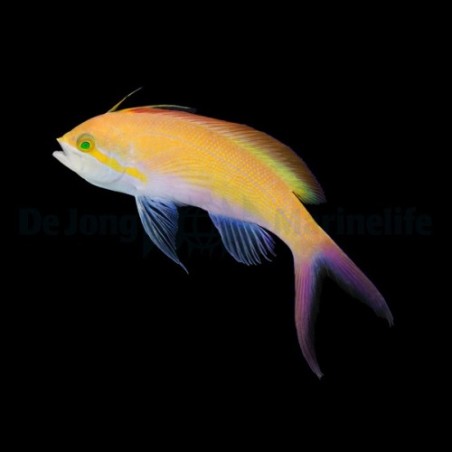 Nemanthias carberryi - Carberryi Anthias