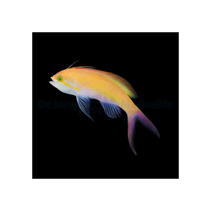 Nemanthias carberryi - Carberryi Anthias