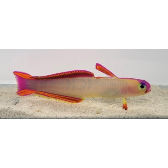 Nemateleotris decora - Firefish - Purple