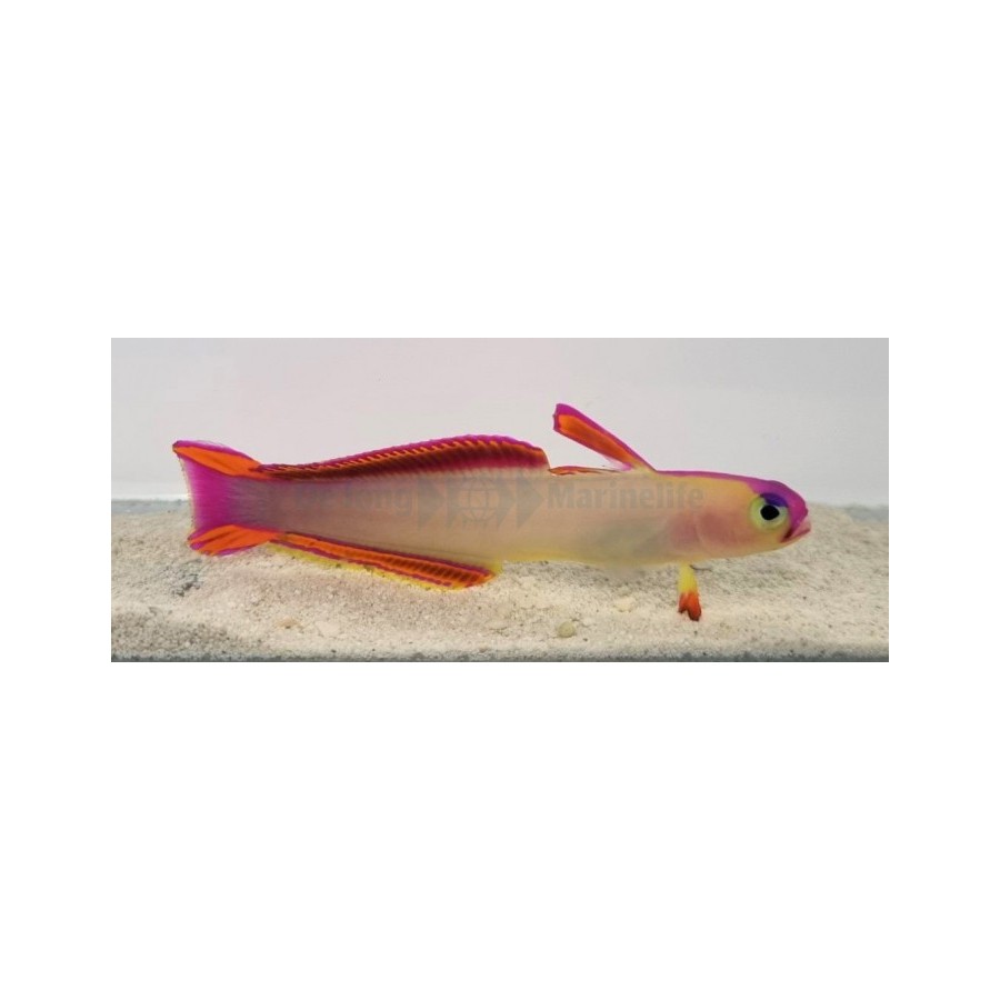 Nemateleotris decora - Firefish - Purple