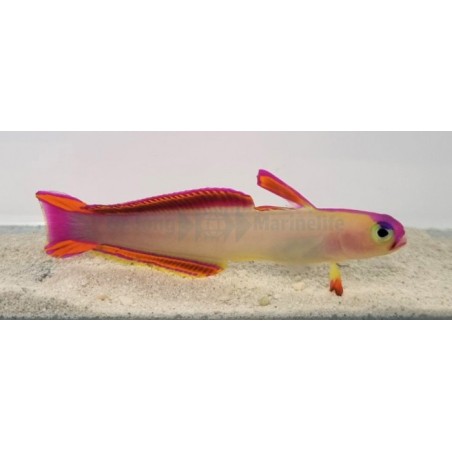 Nemateleotris decora - Firefish - Purple