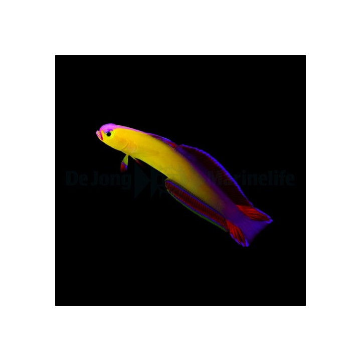 Nemateleotris exquisita