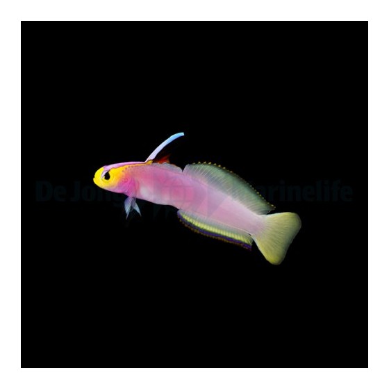 Nemateleotris helfrichi - Firefish - Lilac