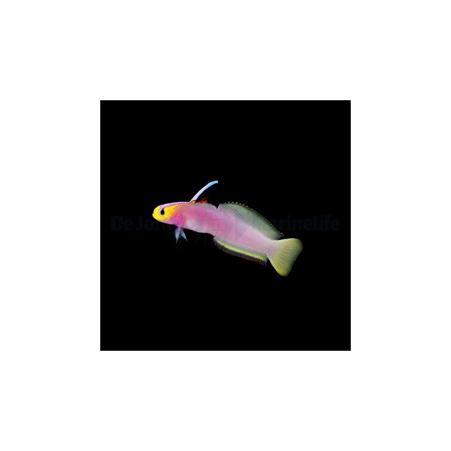 Nemateleotris helfrichi - Firefish - Lilac