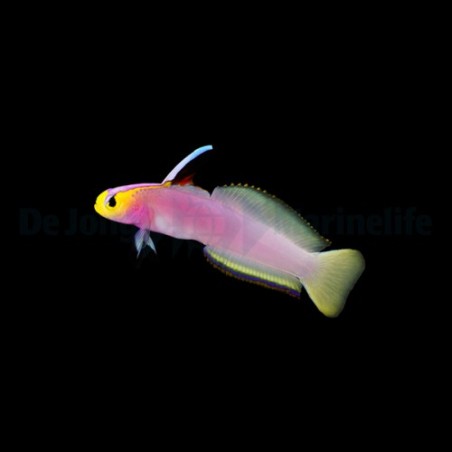 Nemateleotris helfrichi - Firefish - Lilac