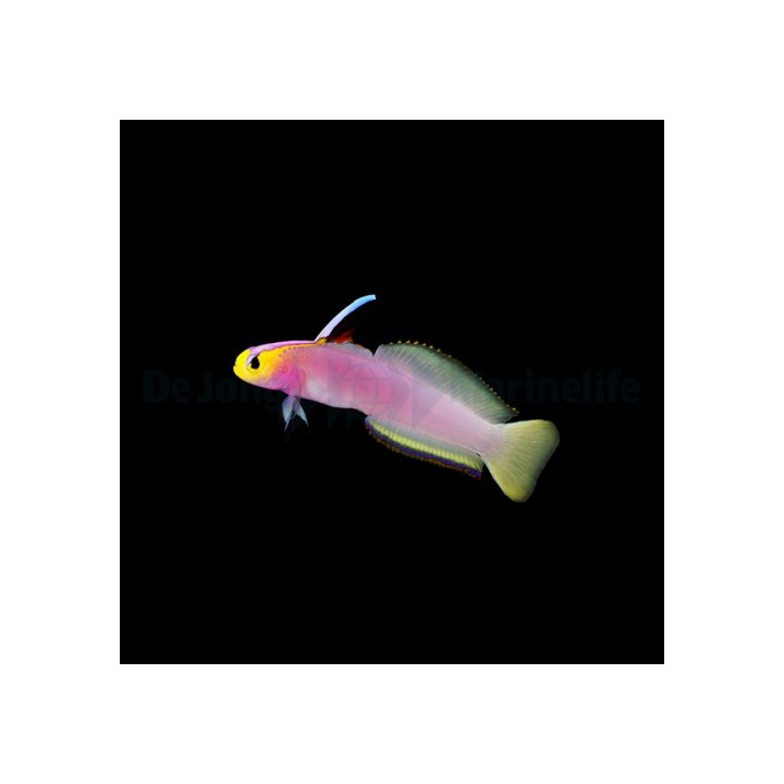 Nemateleotris helfrichi - Firefish - Lilac