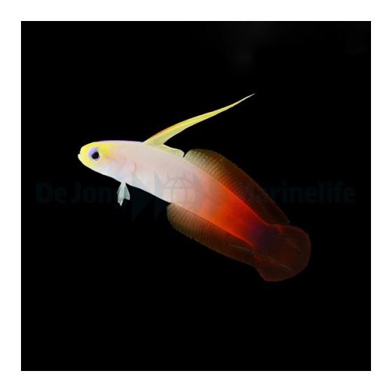 Nemateleotris magnifica - Firefish