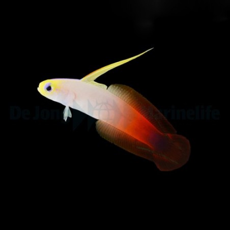 Nemateleotris magnifica - Firefish