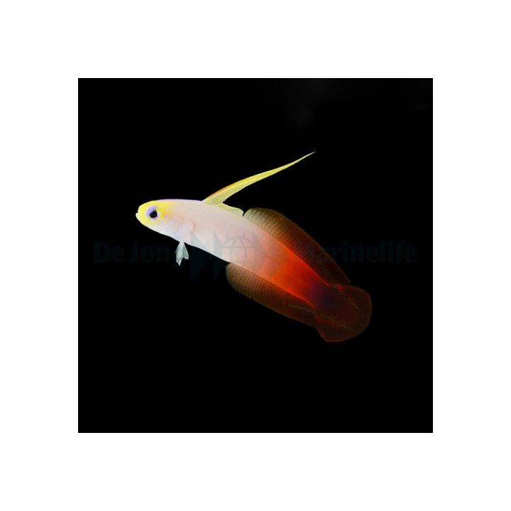 Nemateleotris magnifica - Firefish