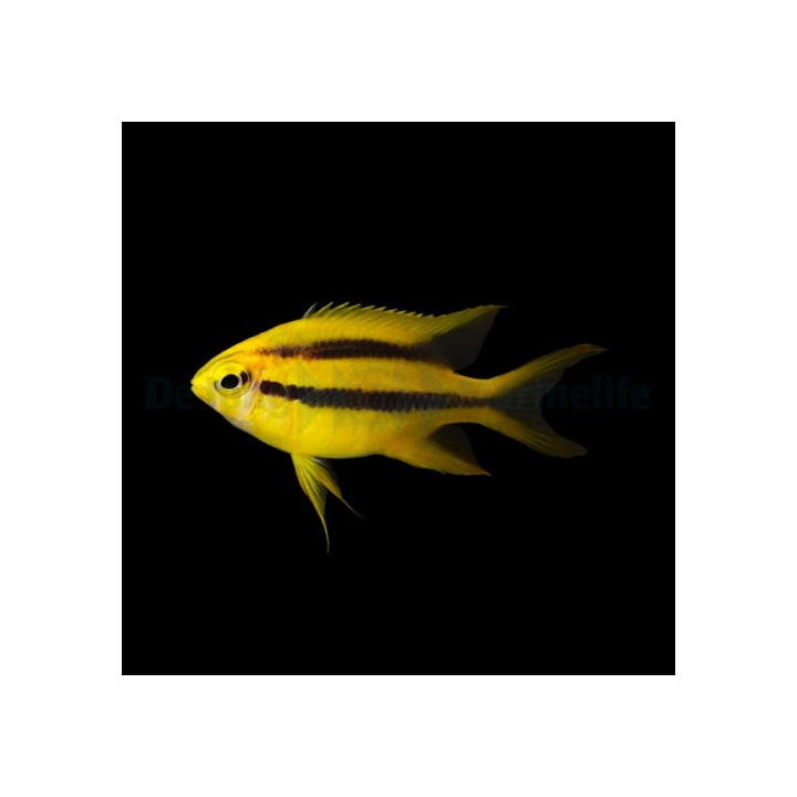 Neoglyphidodon nigroris - Black & Gold Damsel