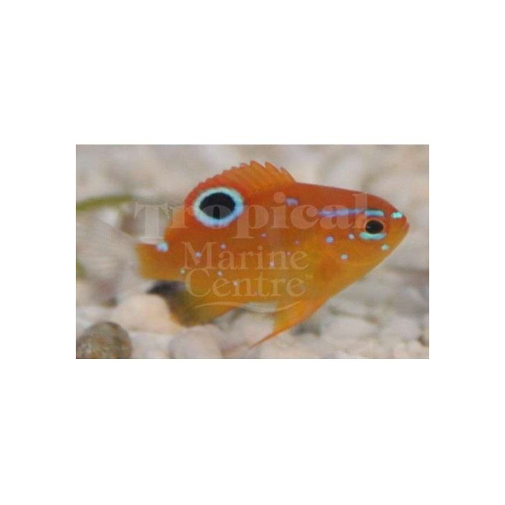 Neoglyphidodon polyacanthus - Red Damsel