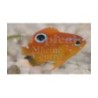 Neoglyphidodon polyacanthus - Red Damsel