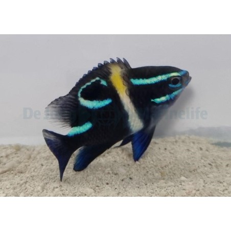 Neogylphidodon oxyodon - Neon Velvet Damsel