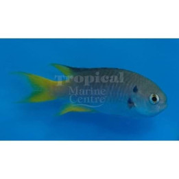Neopomacentrus azysron - Rocket Tail Damsel