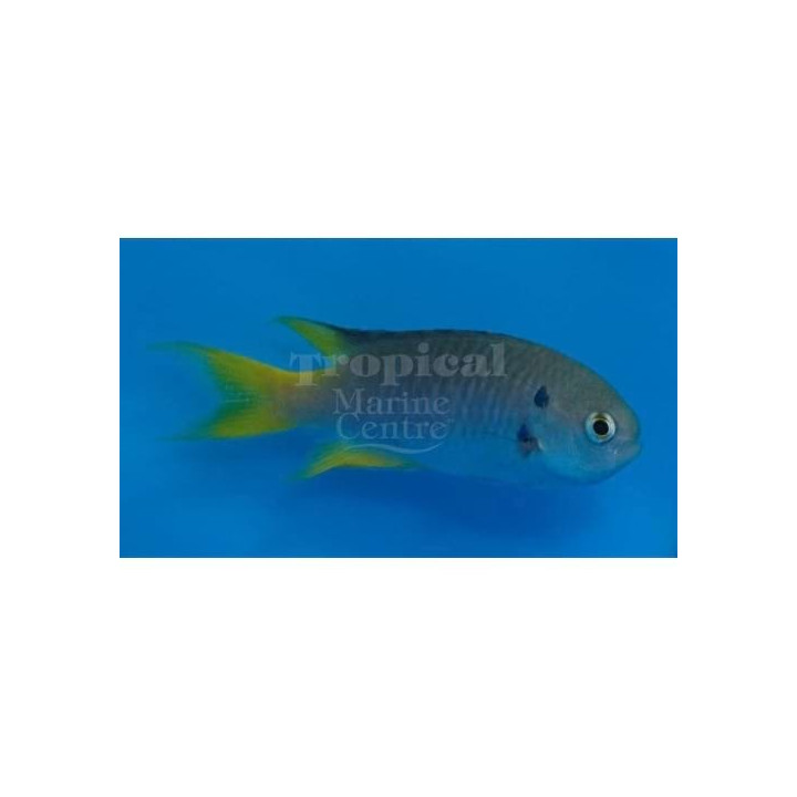 Neopomacentrus azysron - Rocket Tail Damsel