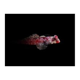 Neosynchiropus moyeri - Scooter Blenny - Red