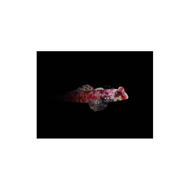 Neosynchiropus moyeri - Scooter Blenny - Red -