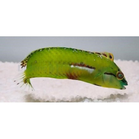 Novaculichthys macrolepidotus - Seagrass Wrasse