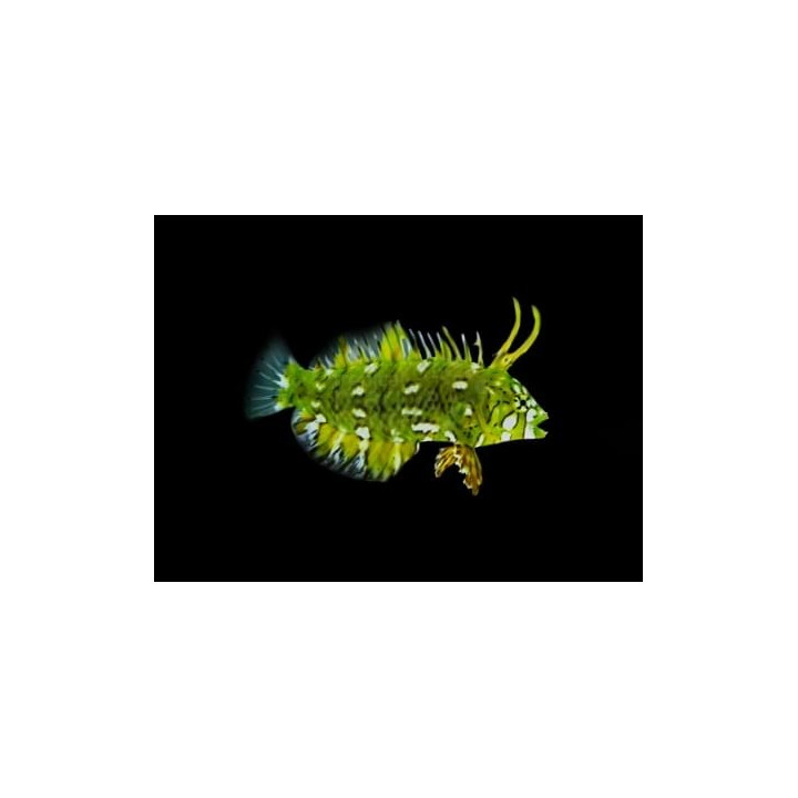 Novaculichthys taeniourus - Dragon Wrasse - West Indian Ocean