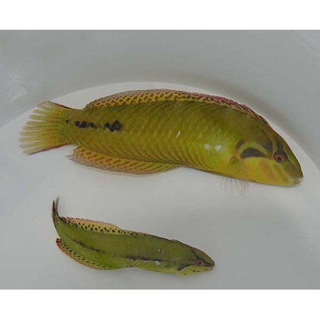 Novaculoides macrolepidotus - Dusky Wrasse - aikuinen