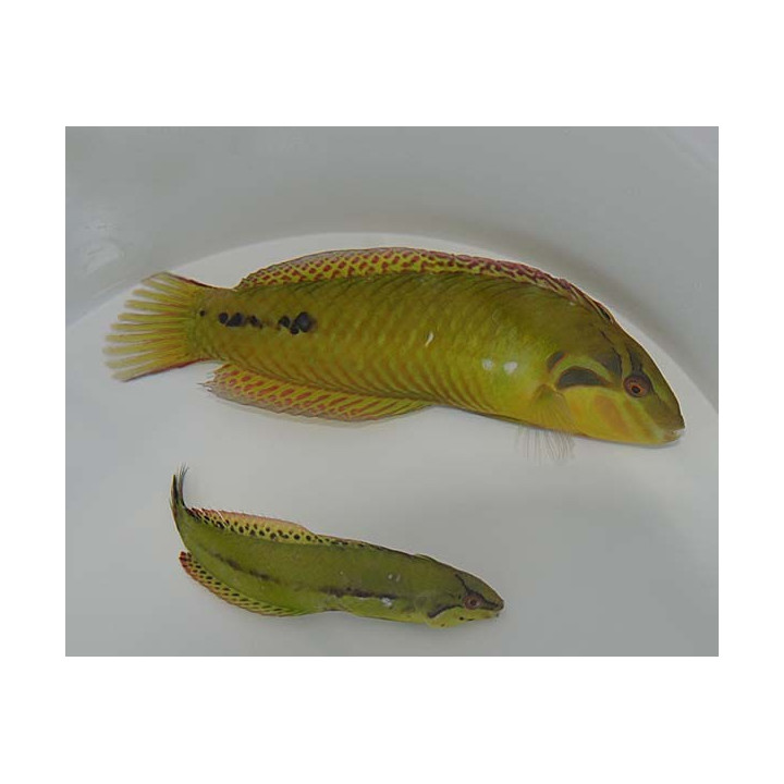Novaculoides macrolepidotus - Dusky Wrasse - aikuinen