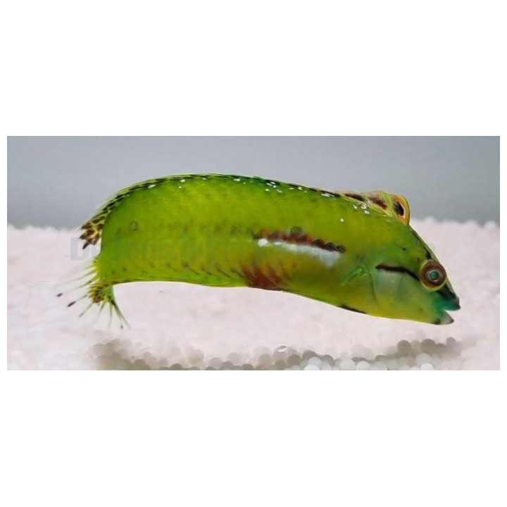 Novaculoides macrolepidotus - Dusky Wrasse - aikuinen