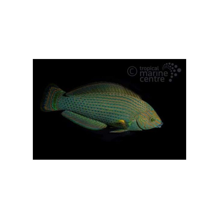 Novaculoides macrolepidotus - Dusky Wrasse - aikuinen