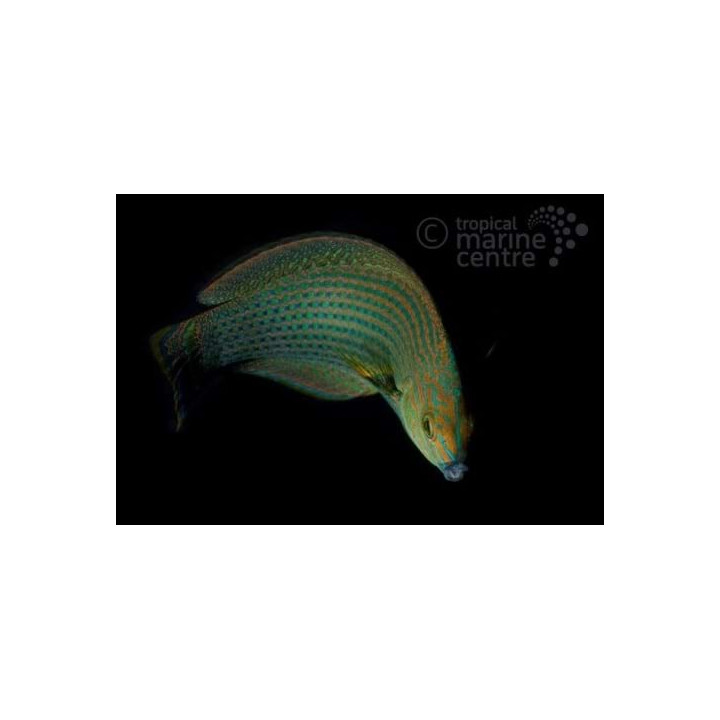 Novaculoides macrolepidotus - Dusky Wrasse - aikuinen
