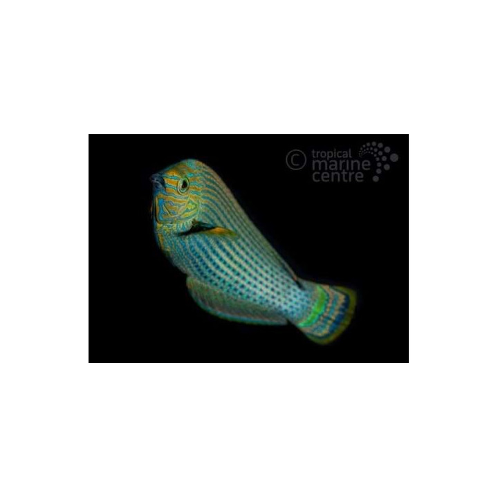 Novaculoides macrolepidotus - Dusky Wrasse - aikuinen